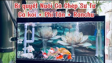 Hồ Cá Chép Sư Tử 400l Đẹp - Chia Sẻ Bí Quyết Giúp Nước Siêu Trong.Hồ Của Anh Đạt Ở Quận 7.