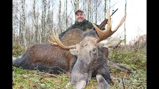 Охота на лося, кабана и косулю. Охота в Республике Беларусь, часть-2.