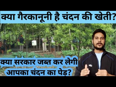 चंदन की खेती के सरकारी नियम! Sandalwood farming Legal in india?Chandan ki kheti,lal Chandan ki kheti