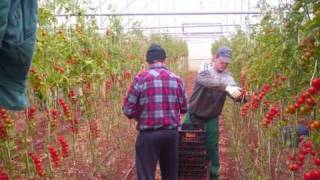 portopalo, azienda agricola stelle di sicilia and pomodorino ciliegino