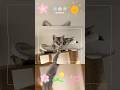 #egyptianmau #cat #kitten #funnycat #funny #pets