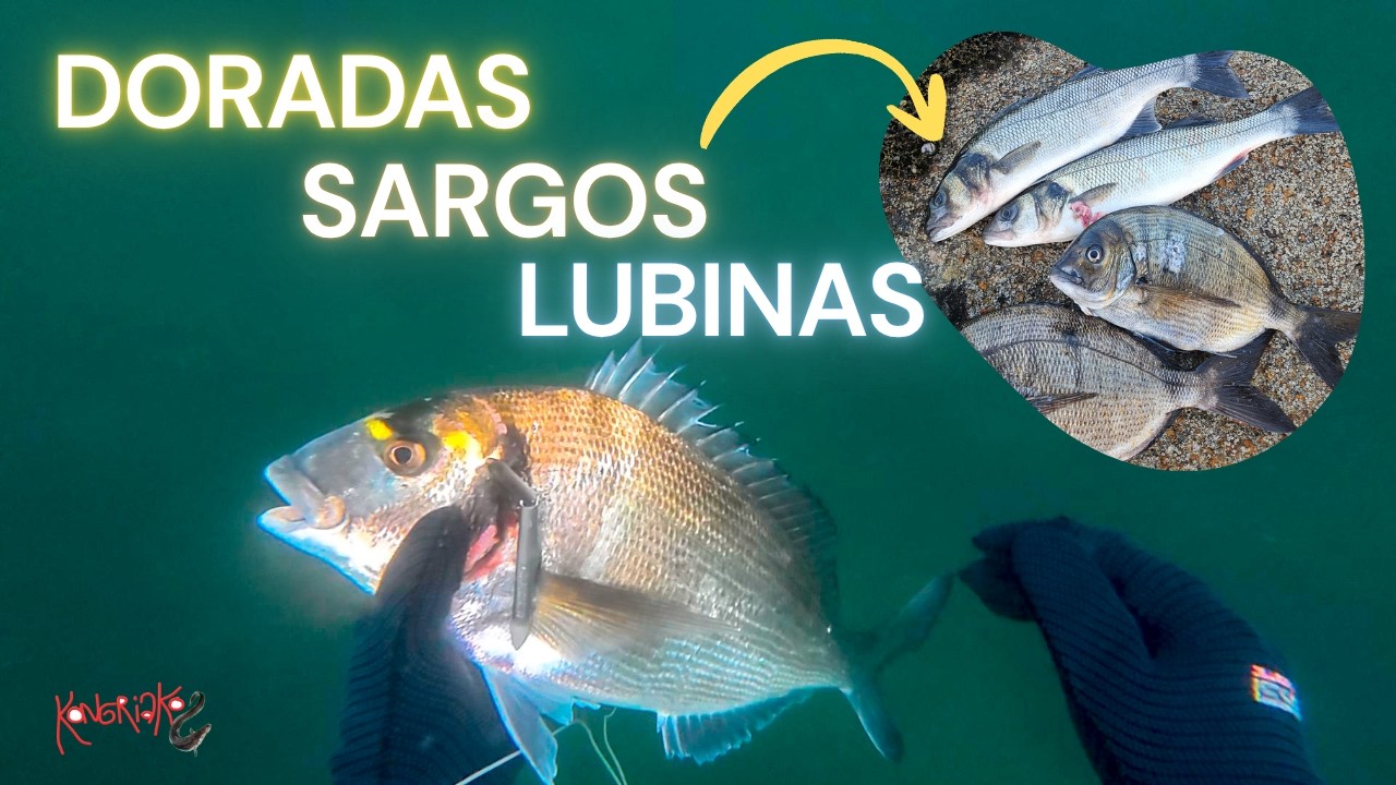 🐟 DORADA, SARGOS y LUBINAS 🤿 PESCA SUBMARINA en GALICIA [2 DÍAS de PESCA]