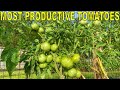 My MOST PRODUCTIVE TOMATO Varieties! [And 4 Varieties To Avoid]