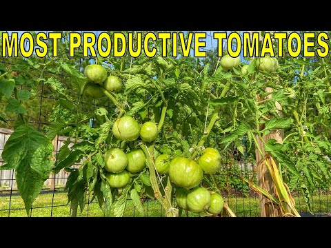 Video: Tomato variety Pink Flamingo: description, reviews