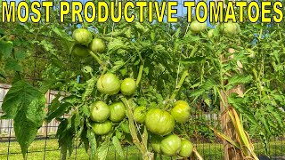 My MOST PRODUCTIVE TOMATO Varieties! [And 4 Varieties To Avoid]