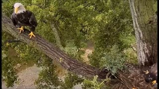 Decorah Eagles- Mom Brings A Fish To Old Nest Followed By Two Eaglets