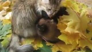 Осенний привет от Мурки и Барсика Сибирская кошка Сиамский кот ВИДЕО ПРО КОТОВ Осенний привет от Мурки и Барсика Сибирская кошка Сиамский кот ВИДЕО ПРО КОТОВ