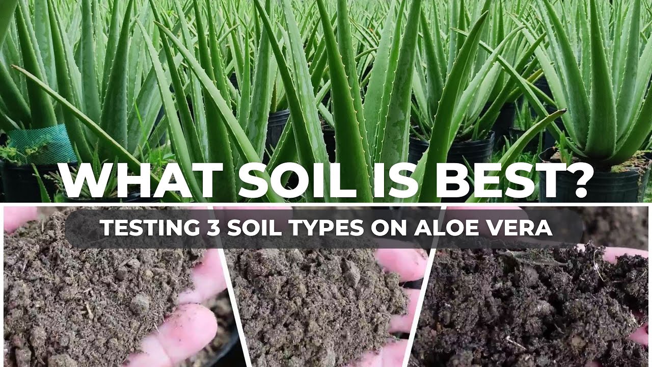 Aloe vera Soil Experiment: Compost vs. Cow Manure vs. Old Potting Soil