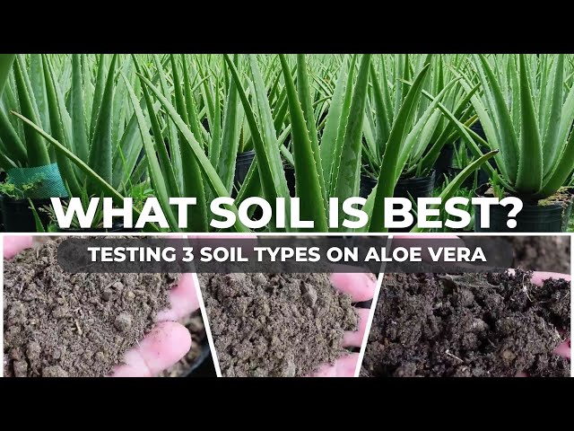 Aloe vera Soil Experiment: Compost vs. Cow Manure vs. Old Potting Soil -  YouTube