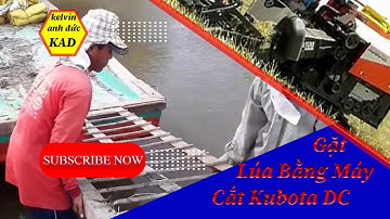 Khoảnh Khắc Vàng Mùa Hè Thu: Gặt Lúa Bằng Máy Cắt Kubota DC 60 - Đẳng Cấp Thu Hoạch Đầy Mê Hoặc