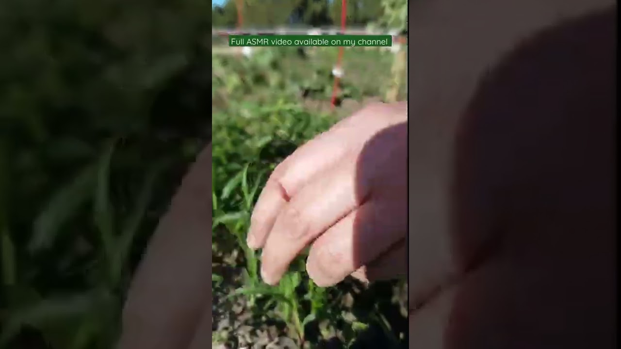 In the Garden: Gardening ASMR