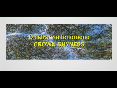 Vídeo: O que causa a timidez da coroa: aprenda sobre a timidez da coroa nas árvores