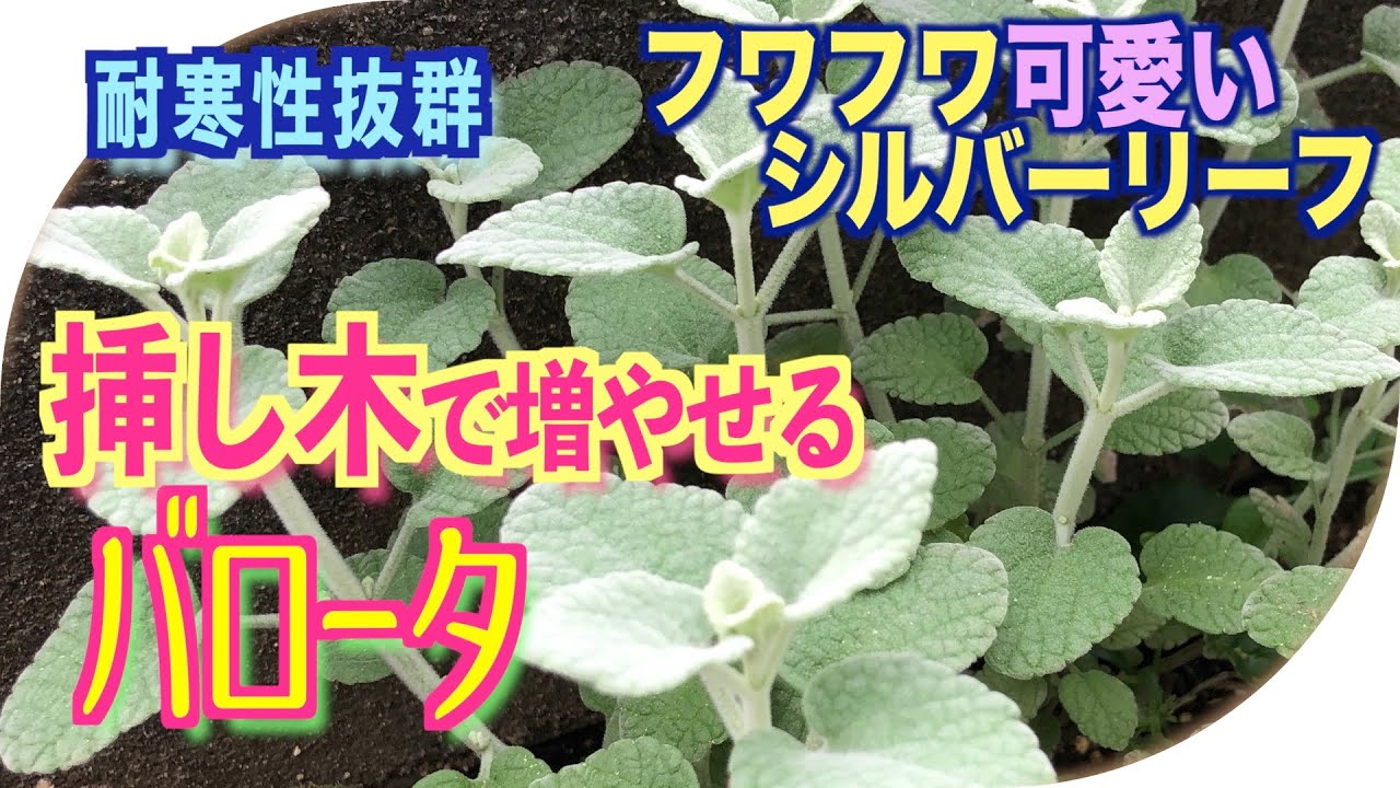 最強シルバーリーフ バロータ の挿し木 Youtube