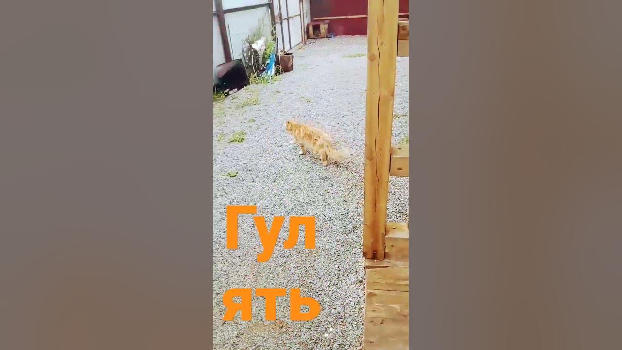 гулять - YouTube