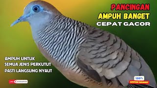 PERKUTUT LOKAL GACOR Pancingan Burung perkutut Pagi Hari Agar Cepat Bunyi Terus - Zebra Dove 170 screenshot 1