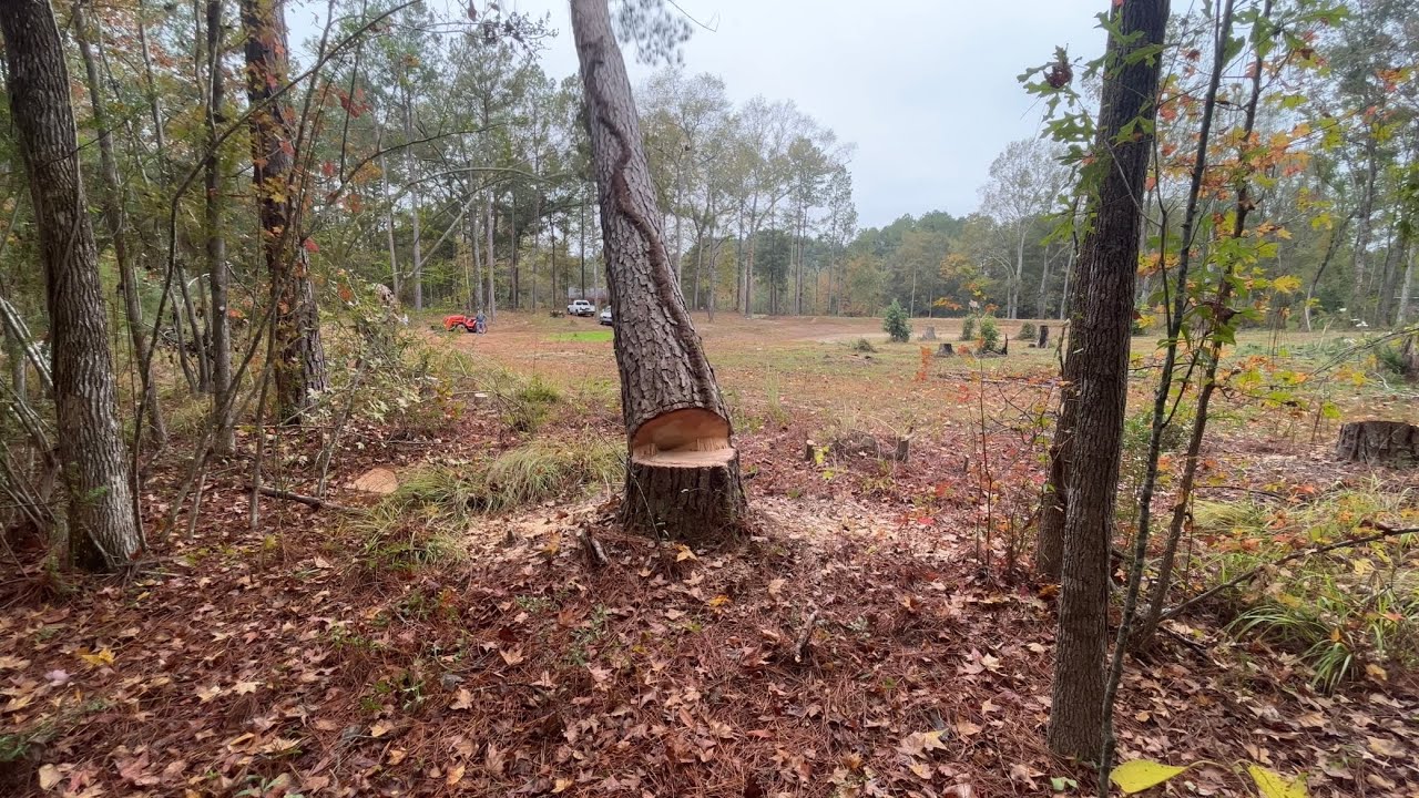 How to Remove Big Trees on Your Property!! - YouTube