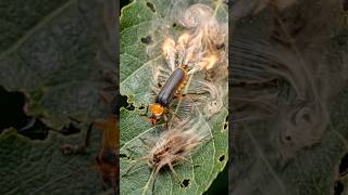 Nature's Flamethrower: The Bombardier Beetle's Perfect Weapon