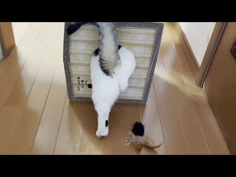 飛び乗る歩幅がギリギリな猫