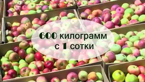 Колоновидные яблони. Лучшие сорта и ЧЁРНЫЙ СПИСОК
