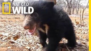 Orphaned Sloth Bear Cub Is Playful and Healthy One Year After Rescue | Nat Geo Wild