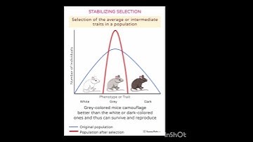 Thumbnail of Natural Selection by Darwin Theory