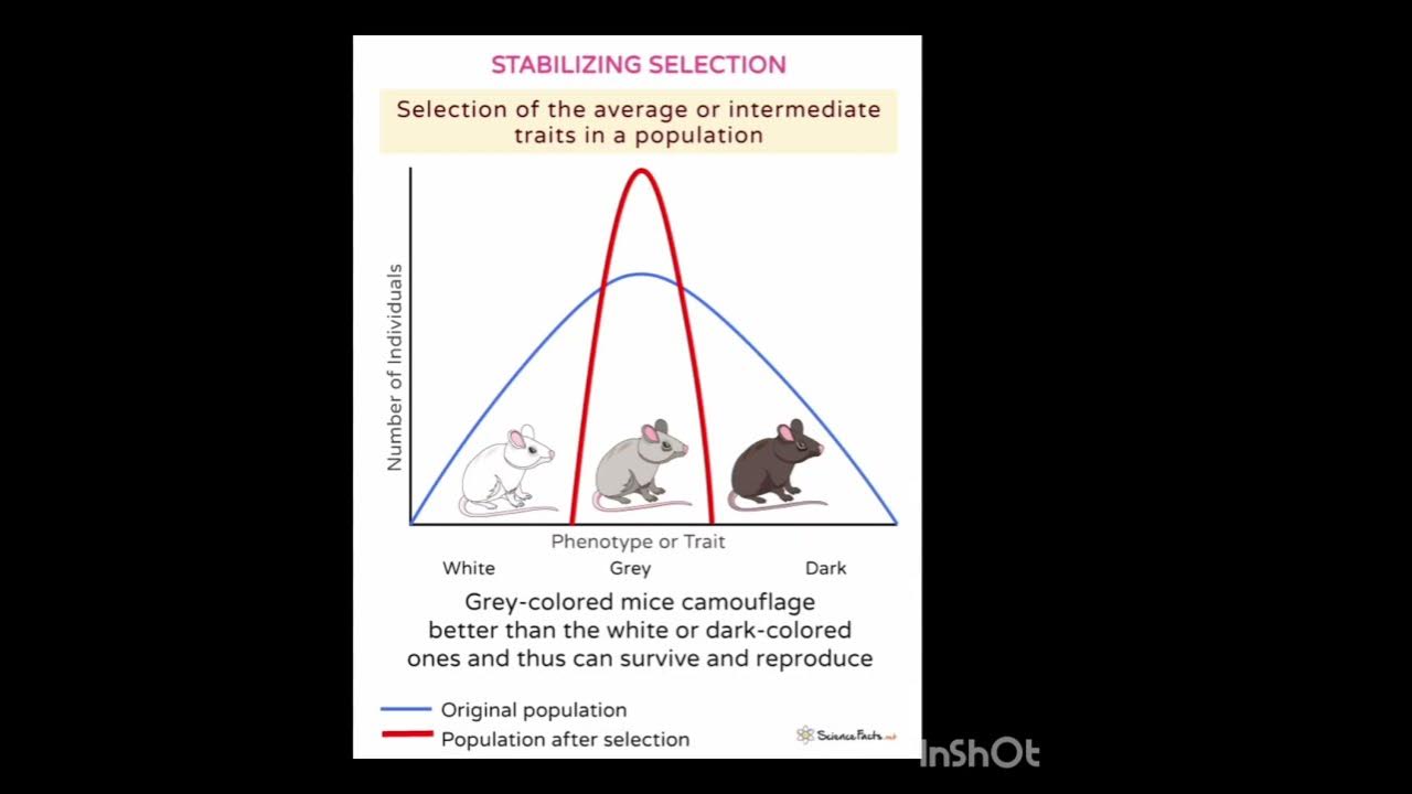Natural Selection by Darwin Theory
