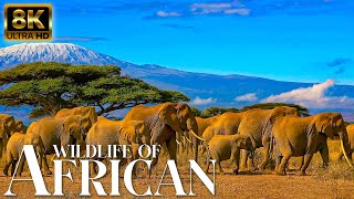 4K African Animals: What We Found in Masai Mara National Reserve, Relaxation Film With African Music