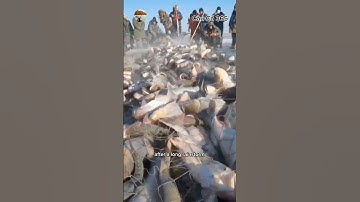 Cá Mác Cạn Sau Mưa Bão #fishing #amazing #cauca365 #short