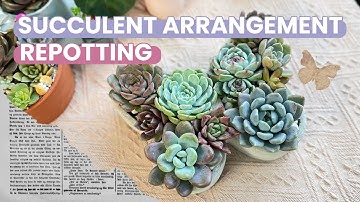 REPOTTING TIPS | HOW TO REPOT A SUCCULENT ARRANGEMENT | REPOT SUCCULENTS