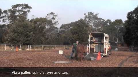 Clicker Training | Float Loading a Filly