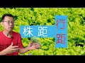 蔬菜种植的株距和行距，理解为什么，让家庭种植更高效！