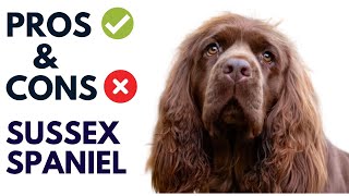 Sussex Spaniel Pros and Cons | Sussex Spaniel  Advantages and Disadvantages #AnimalPlatoon
