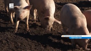 Фермеры массово жалуются на задержку выплат за свиней, изъятых во время вспышки африканской чумы.