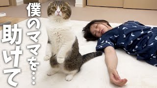 パパ猫が鳴き止まないのでついて行ってみるとまさかの事態が…