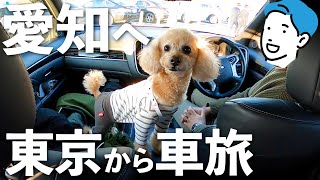 【犬と旅行】犬と泊まれる宿in愛知に宿泊！ドッグラン付きカフェも満喫【ミニチュアプードルのわこ】47都道府県の旅
