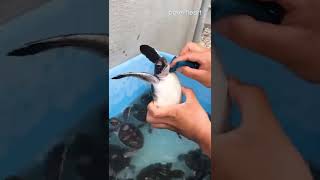 Turtles Line Up For A Scrub When They Notice Lady Has A Brush - The Dodo