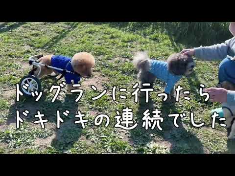 【トイプードル】田舎の犬と触れ合いを学んだ車椅子犬がドッグランに行ってみた