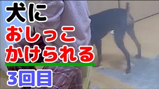 母ちゃんが犬におしっこかけられる 3回目 Mother Can Pee On Dog For The Third Time Youtube