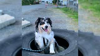 Australian Shepherd. Pro e Contro, Prezzo, Come scegliere, Fatti, Cura, Storia by Tutti Gli Animali 771 views 1 year ago 8 minutes, 54 seconds