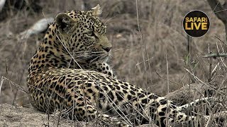 safariLIVE Sunset Safari 29, October 2019