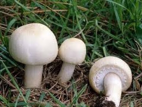 Шляпочные грибы. Биология 5 класс
