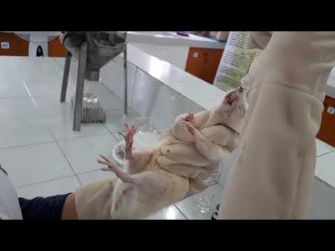 Video: Efek Batch Memberikan Pengaruh Yang Lebih Besar Pada Metabolisme Tikus Dan Mikrobiota Urin Tikus Daripada Uraemia: Kisah Peringatan