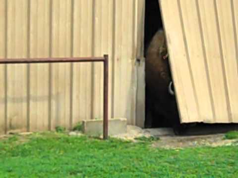 buffalo crashes threw barn door