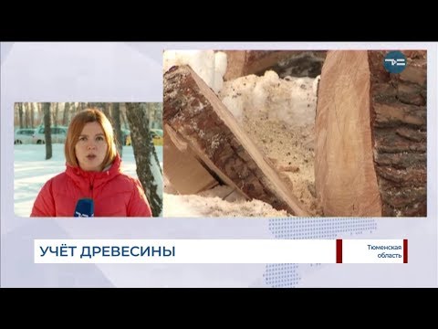 Учёт древесины - ТСН 29 января