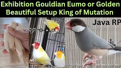 Gouldian Finch | Eumo Java | Golden Java | Setup Visit| King of Mutation Java Sparrow R P || Birds