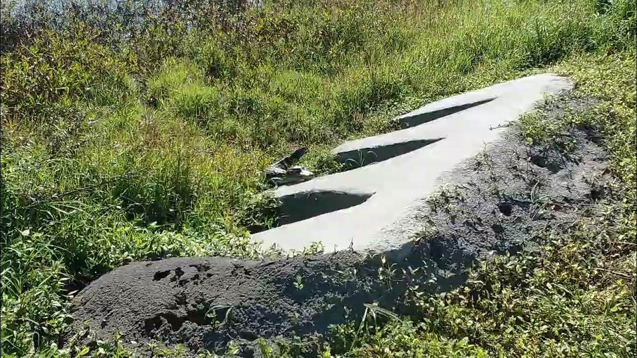 "Alligator Surprise" at Celery Fields Park in Sarasota YouTube