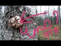 Что это??? Прогуляемся по лесу и выясним! / What is it??  Take a walk through the woods and find out