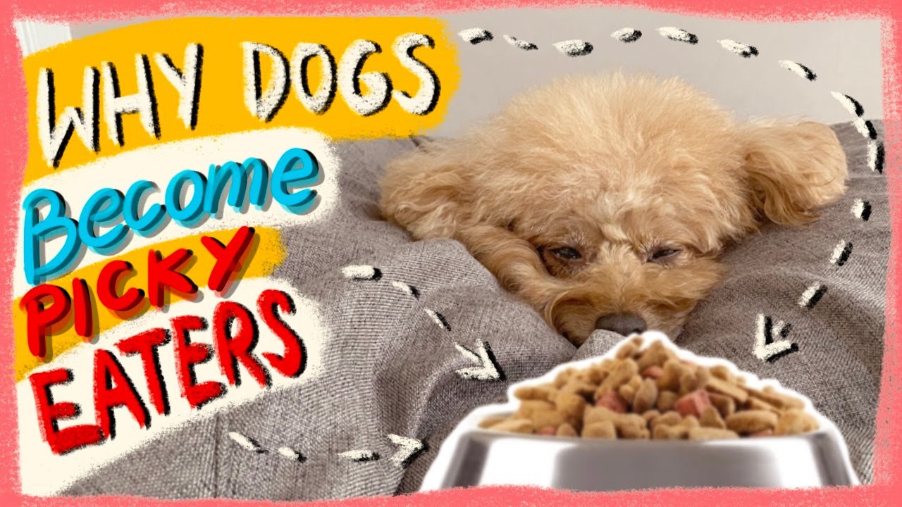 Are Miniature Poodles Picky Eaters?