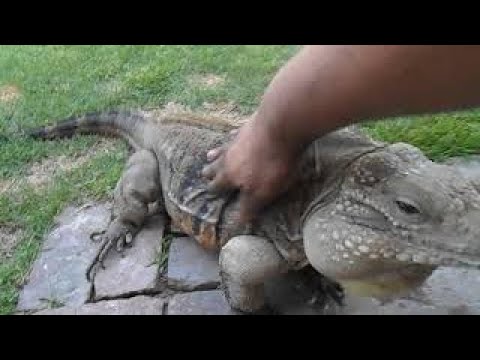 Lizard Greets Man like a Dog!