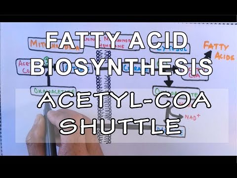 Acetyl COA Shuttle